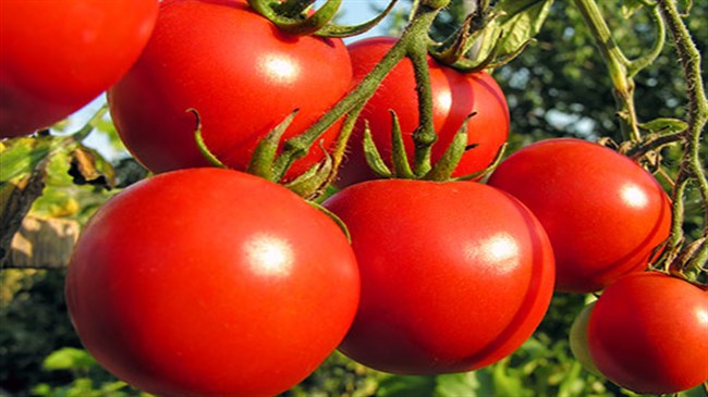 Can tomato extract