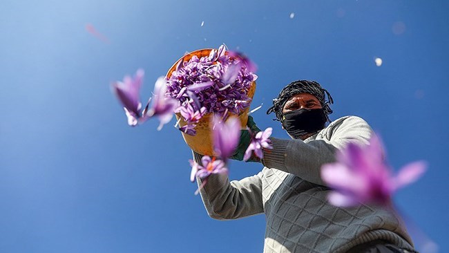 Iran exports saffron to 60 countries