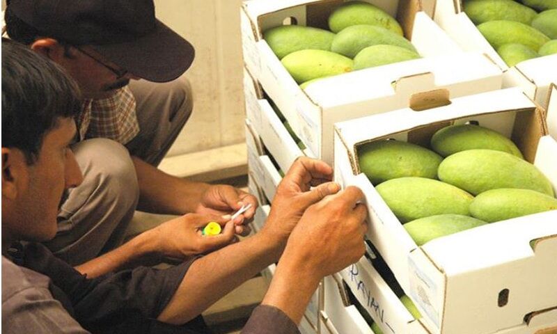 Pakistani Mango exporters eyeing Iranian market