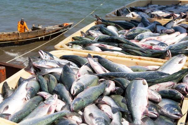 Pakistans fish exports