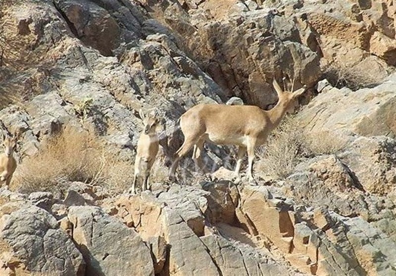 Shirahmad Wildlife Refuge 1