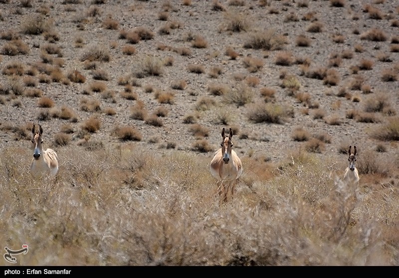 Protected Area of Bahram 1